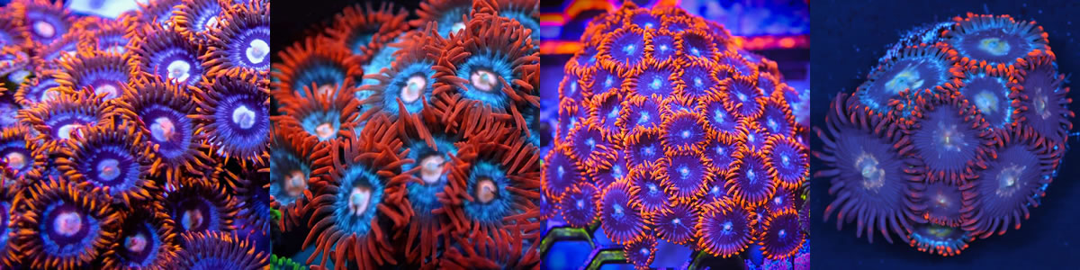 three Fire & Ice zoa morphs