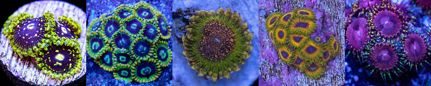 five different zoa variations