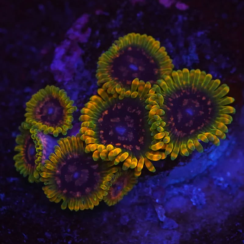 Acid Reflux