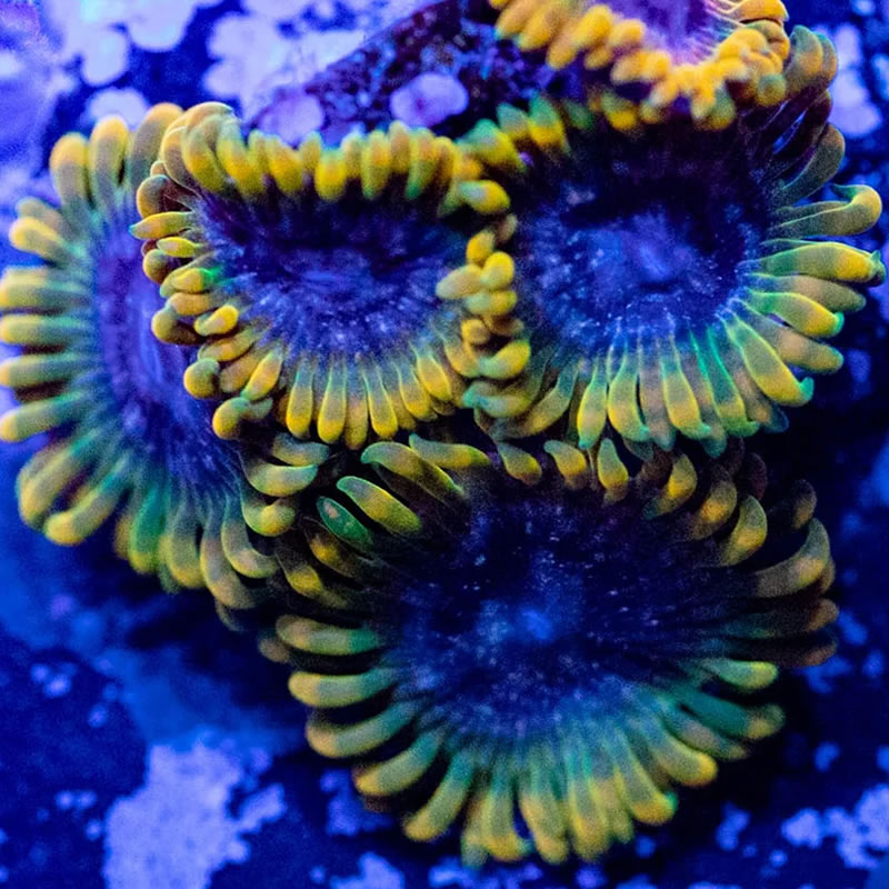 Acid Reflux zoas - RVA Corals
