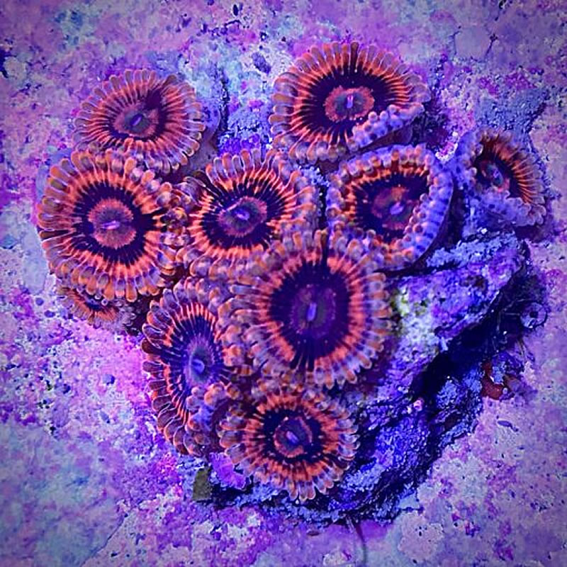 Afterburner zoas - Cultivated Reef