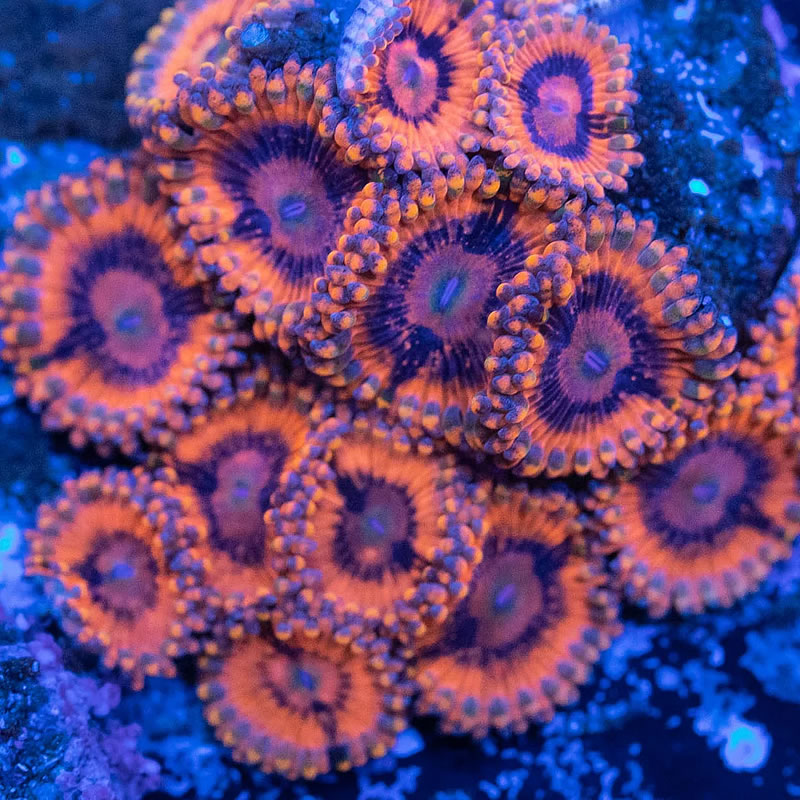 Afterburner zoas - RVA Corals