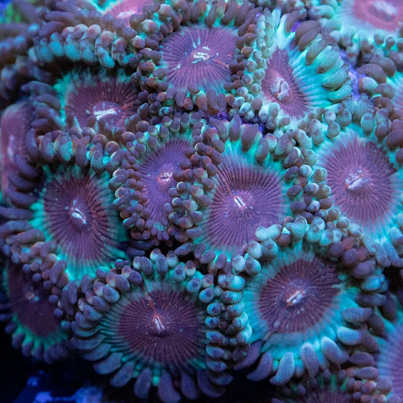 Agave zoas - RVA Corals