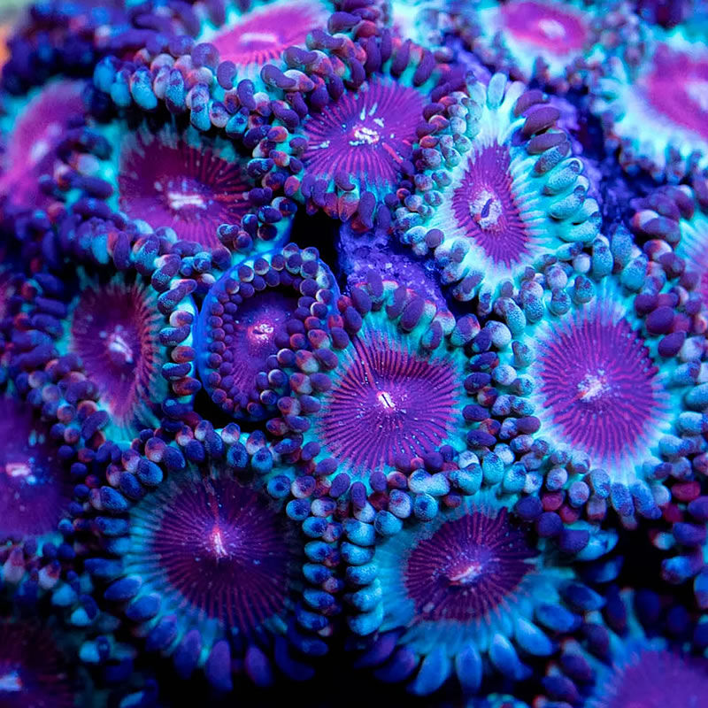 Agave zoas - RVA Corals