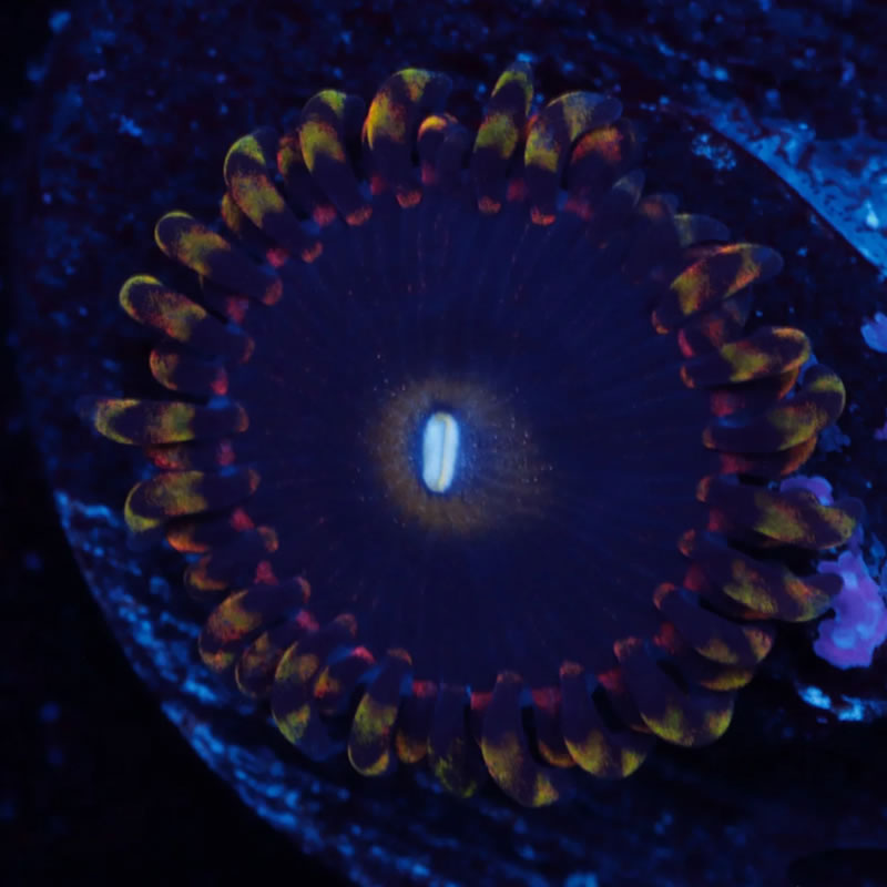 Antimatter