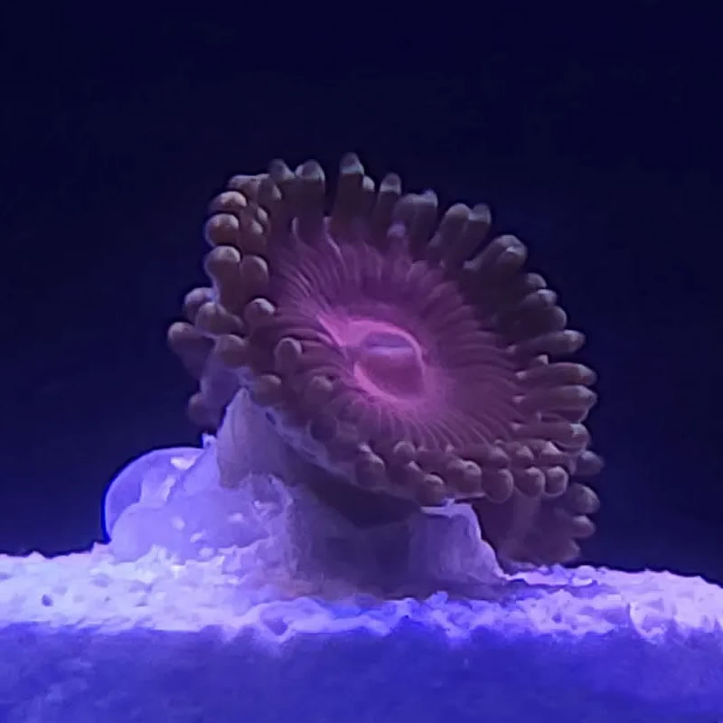 Aphrodite zoas - Reef Stable