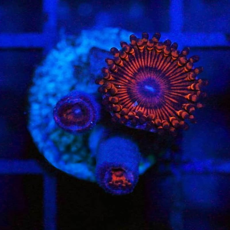 Armageddon zoas - Korallen Schätze