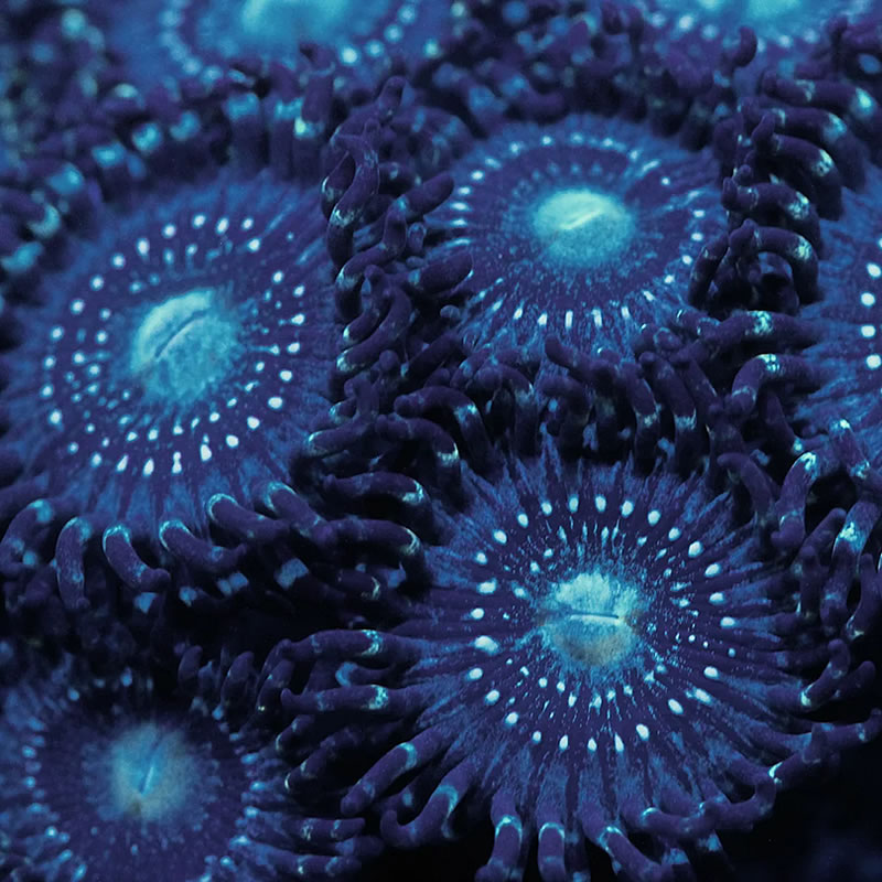 ASD Atmosphere zoas - RVA Corals