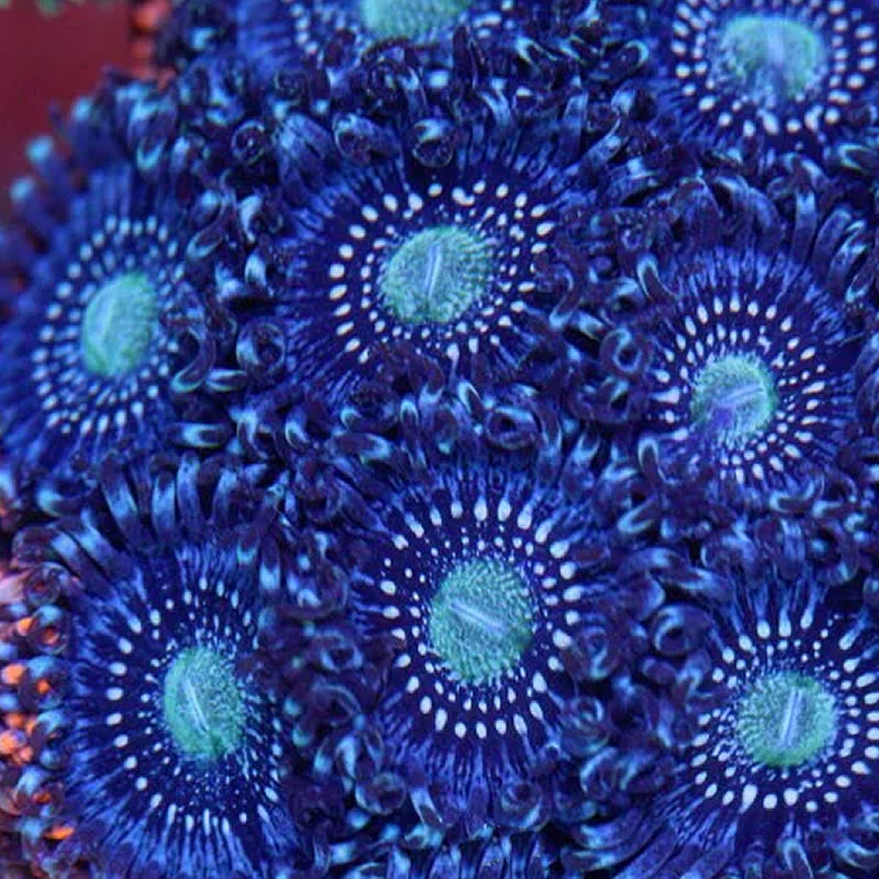 ASD Atmosphere zoas - RVA Corals