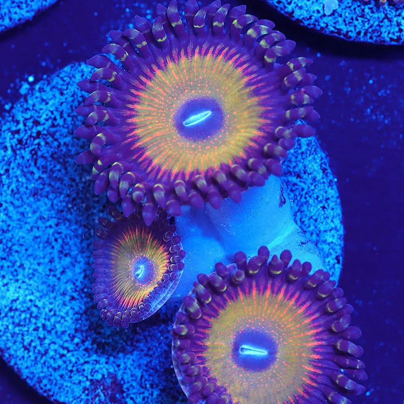 ASD Hyper Jubilee zoas - A Reef Creation