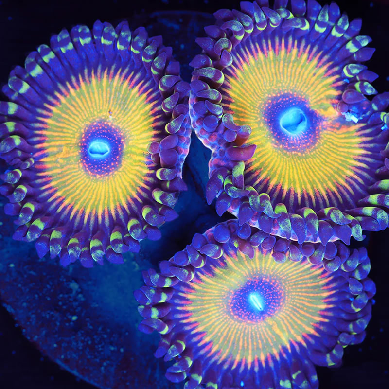 ASD Hyper Jubilee zoas - A Reef Creation