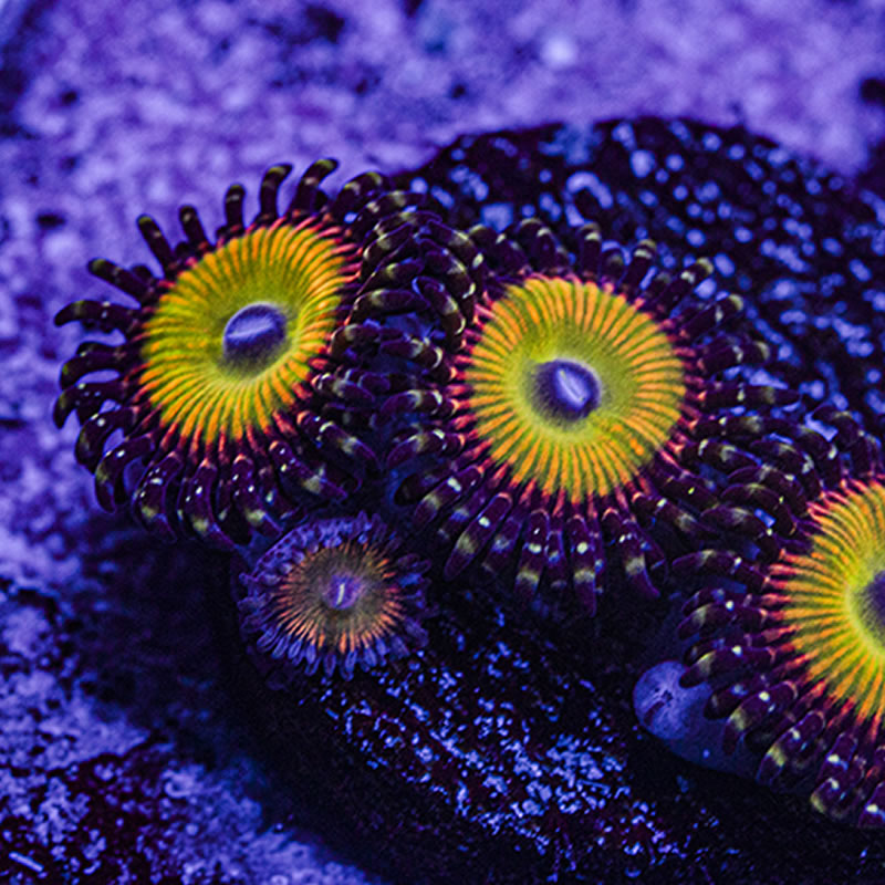 ASD Hyper Jubilee zoas - Queen City Corals