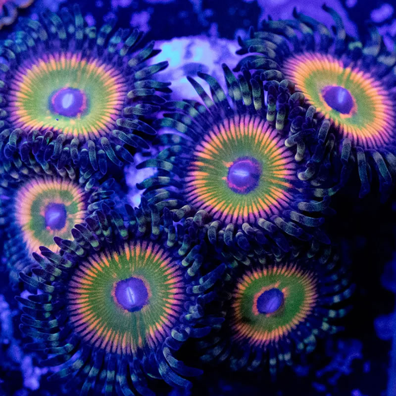 ASD Hyper Jubilee zoas - RVA Corals