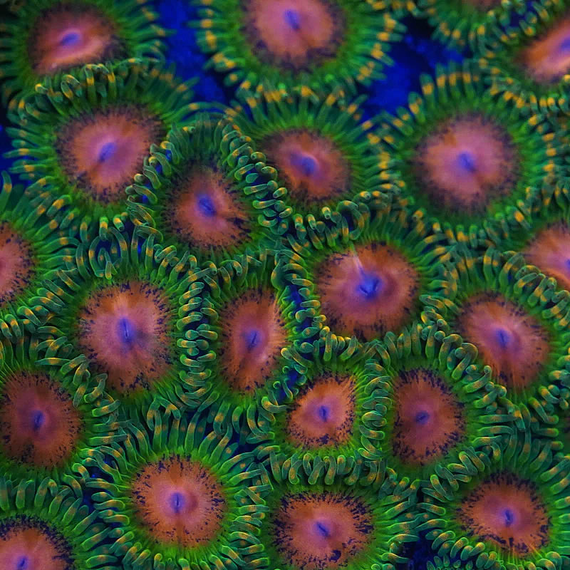 Awesome Blossom