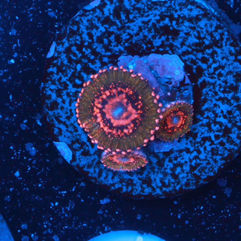Azz Krak zoas - A Reef Creation