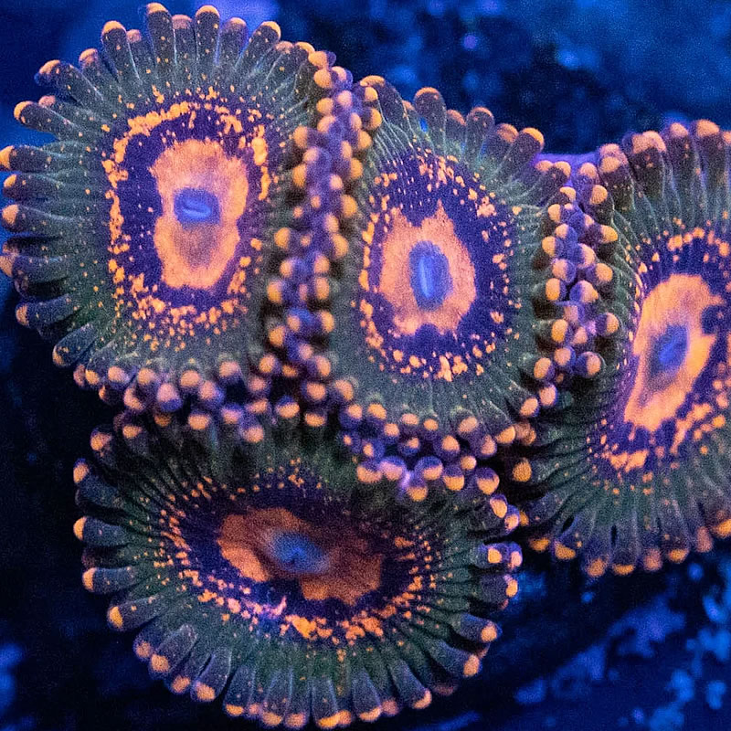 Azz Krak zoas - RVA Corals