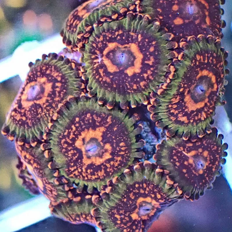 Azz Krak zoas - Sweet Frag