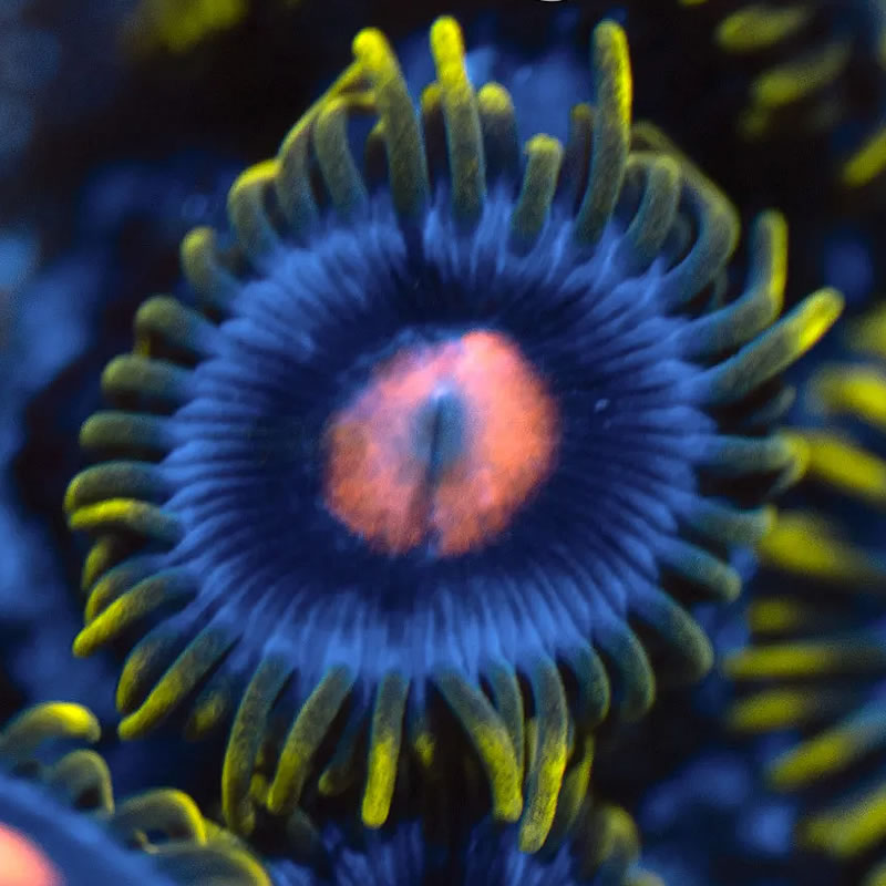 Blowpop zoas - Reef Stable