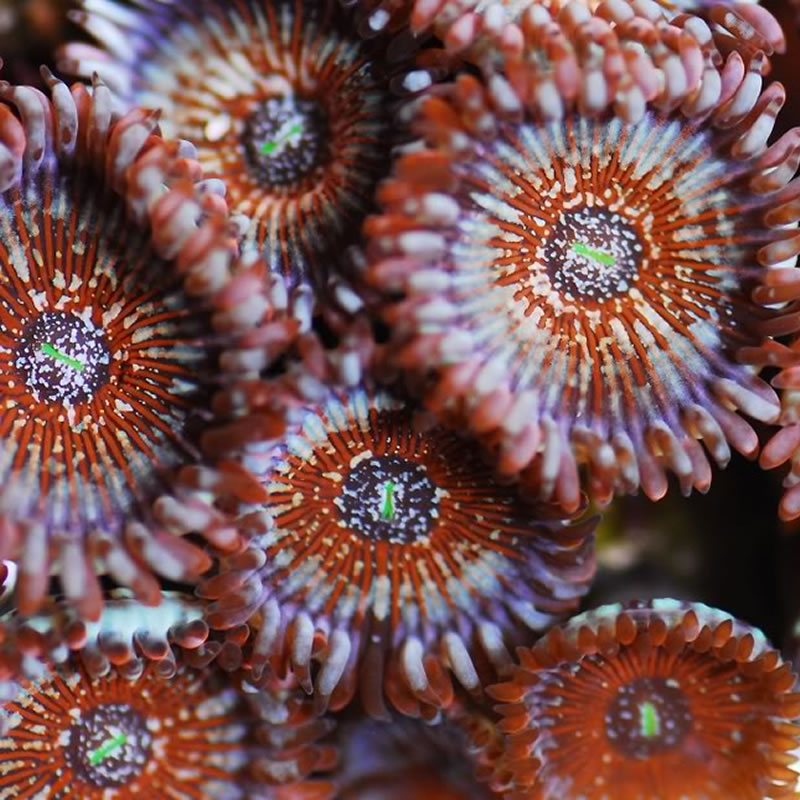 Blue Agave zoas - Fragbox Corals