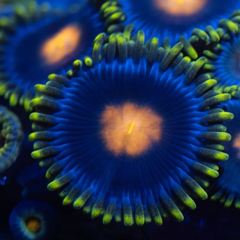 Blue Daisy
