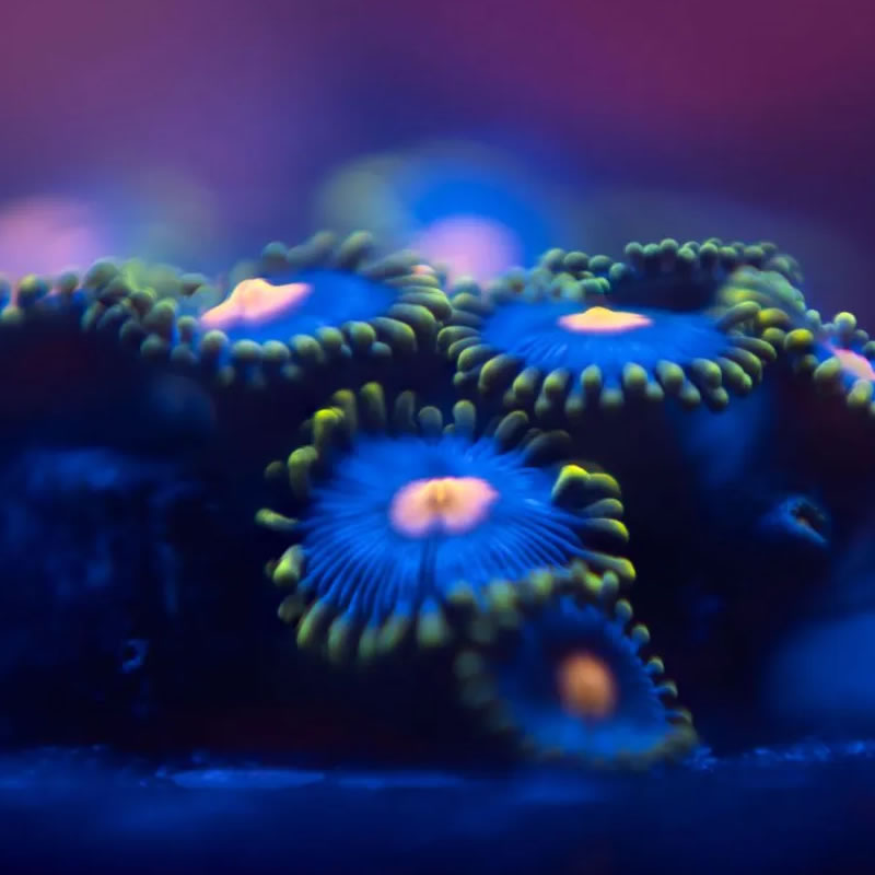 Blue Daisy