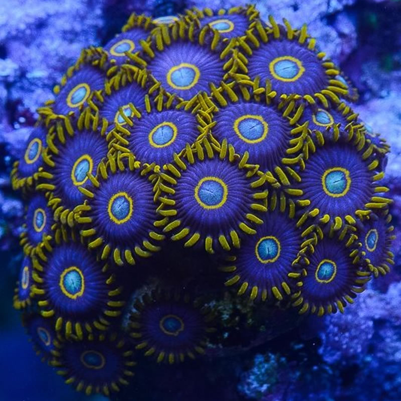 Blue Hornet
