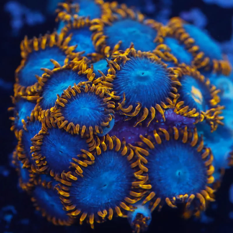 Blue Phoenix