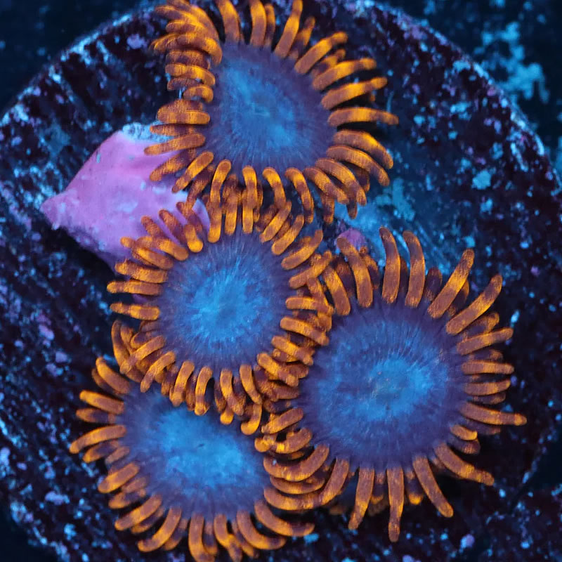 Blue Phoenix zoas - A Reef Creation
