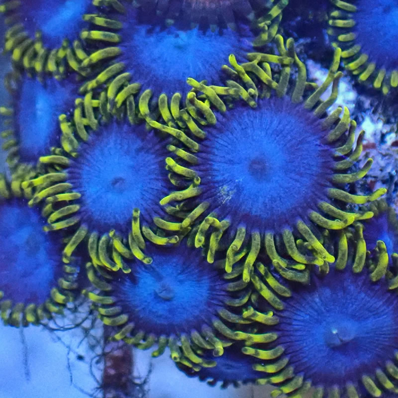 Blue Phoenix
