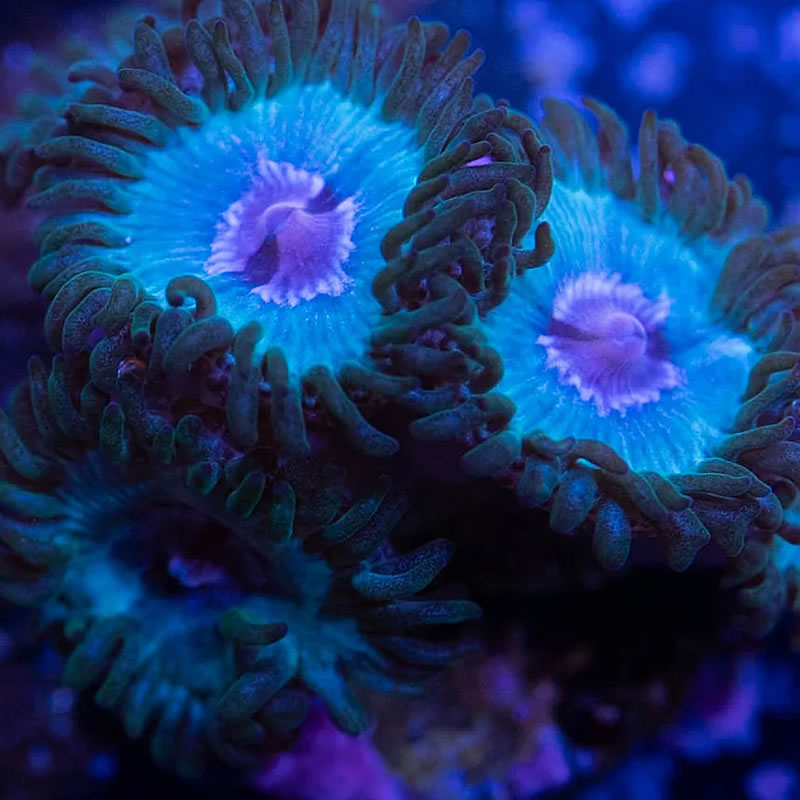 Blue Wave zoas - RVA Corals