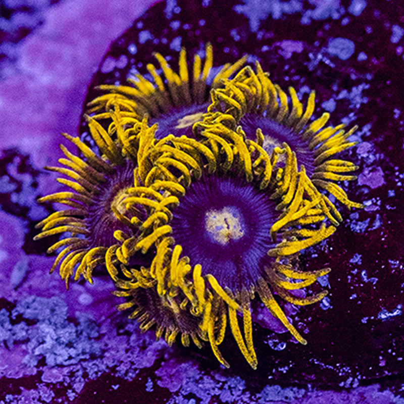 Blueberry Pie zoas - Queen City Corals
