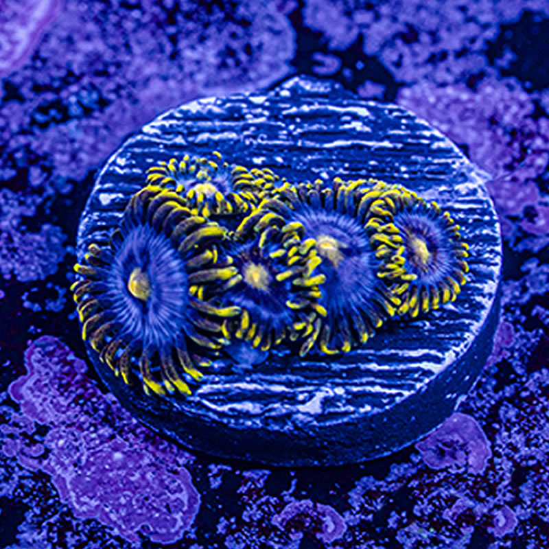 Blueberry Pie zoas - Queen City Corals