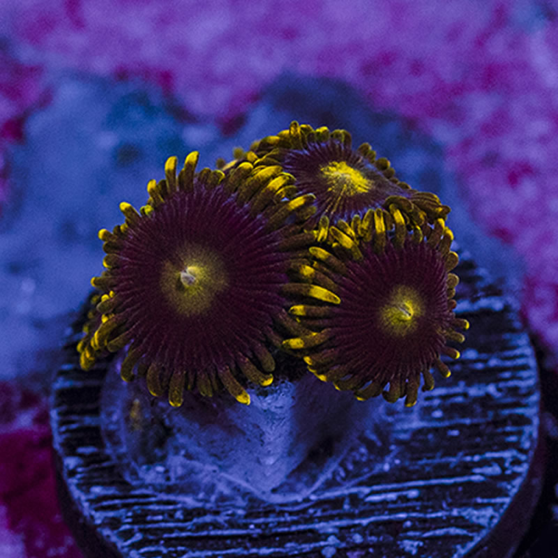 Blueberry Pie zoas - Queen City Corals