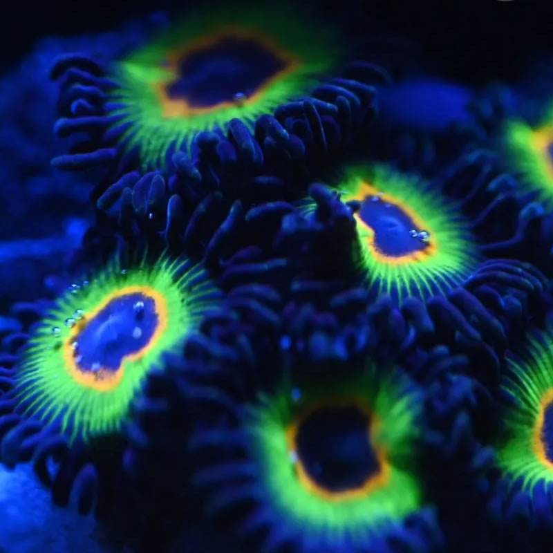 Bob Marley zoas - Reef Stable