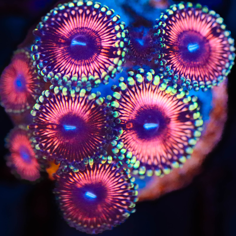 Bubblegum zoas - Fragbox Corals