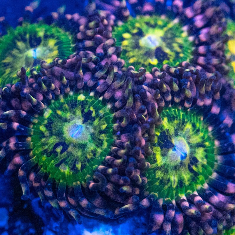 Butt Kisser zoas - RVA Corals