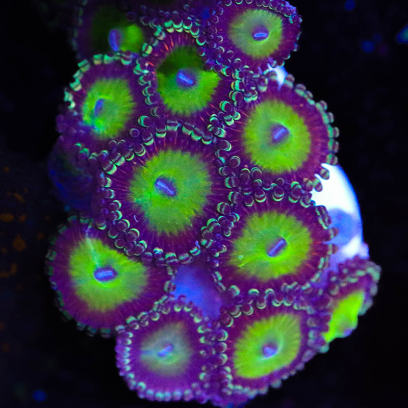Candy Apple Green zoas - Fragbox Corals