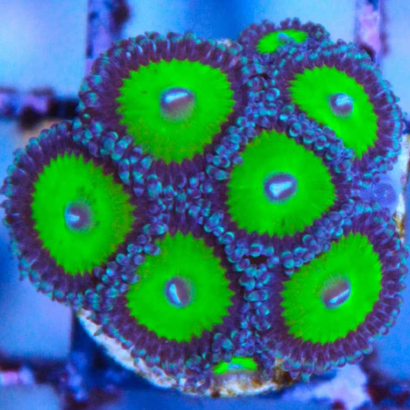 Candy Apple Green zoas - Fragbox Corals