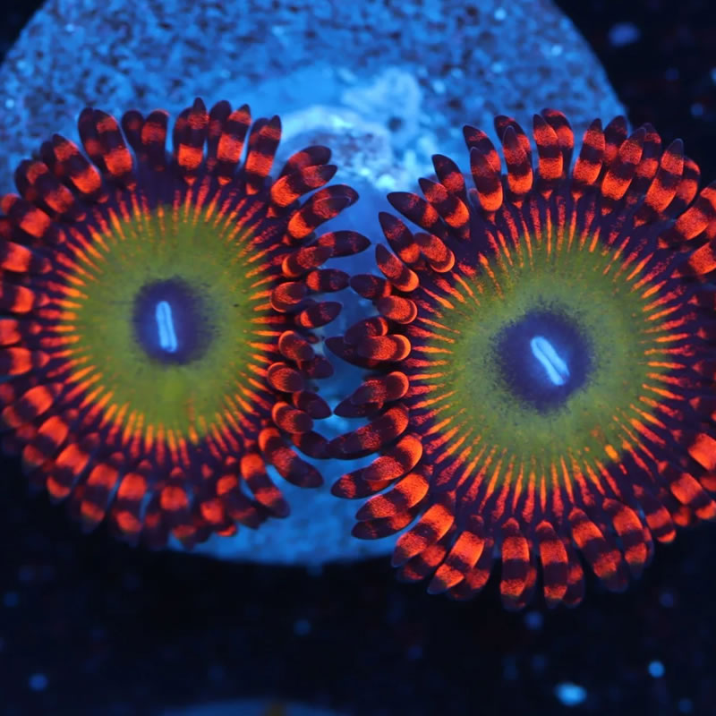 Candy Apple Red zoas - A Reef Creation
