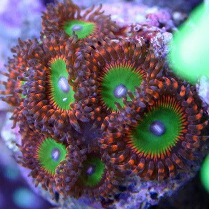 Candy Apple Red zoas - Fragbox Corals
