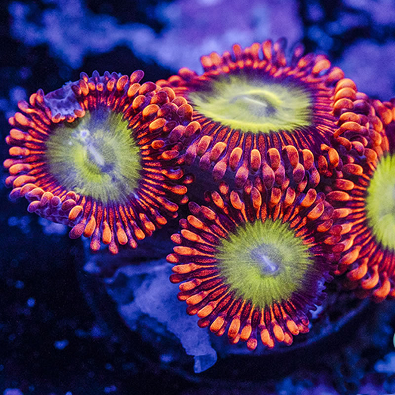 Candy Apple Red zoas - Queen City Corals