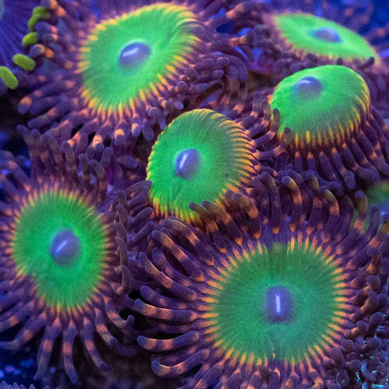 Candy Apple Red zoas - RVA Corals