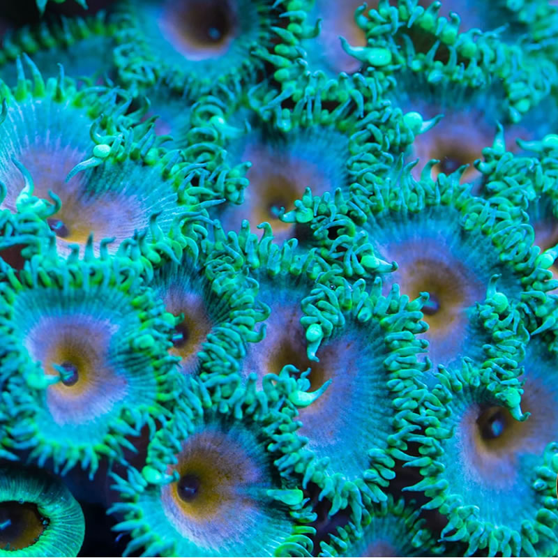 Captain America Palys zoas - RVA Corals
