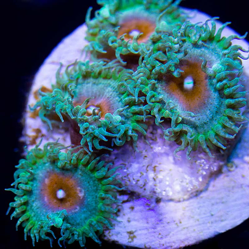 Captain America Palys zoas - Sunnyside Corals