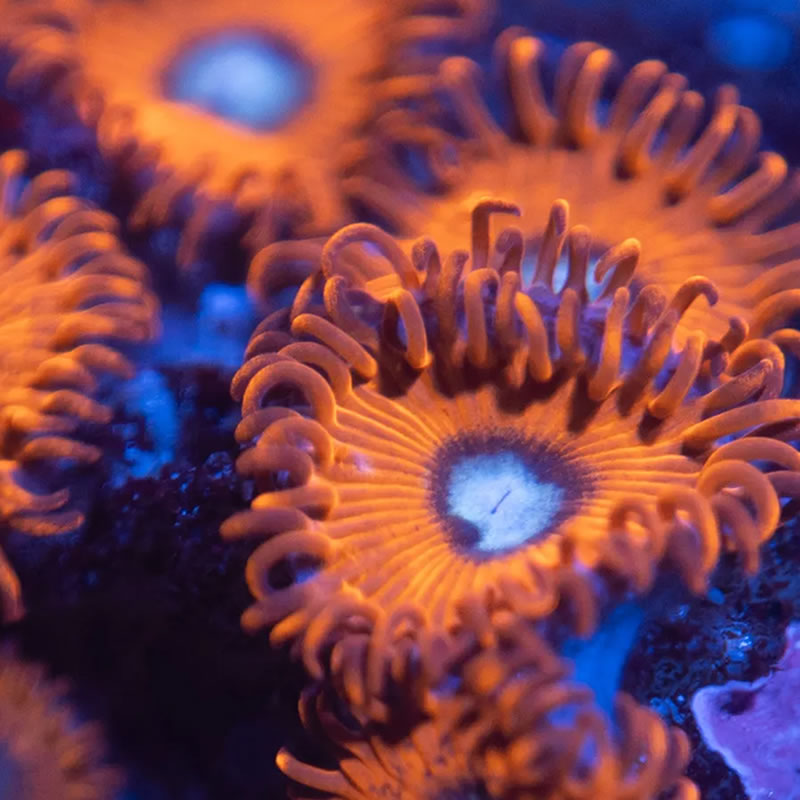 Charmander zoas - Reef Stable