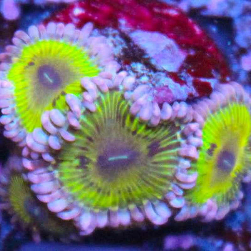 Chiquita zoas - Fragbox Corals