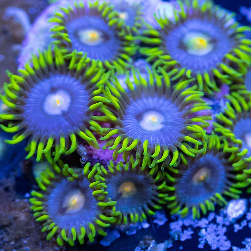 Corona zoas - RVA Corals