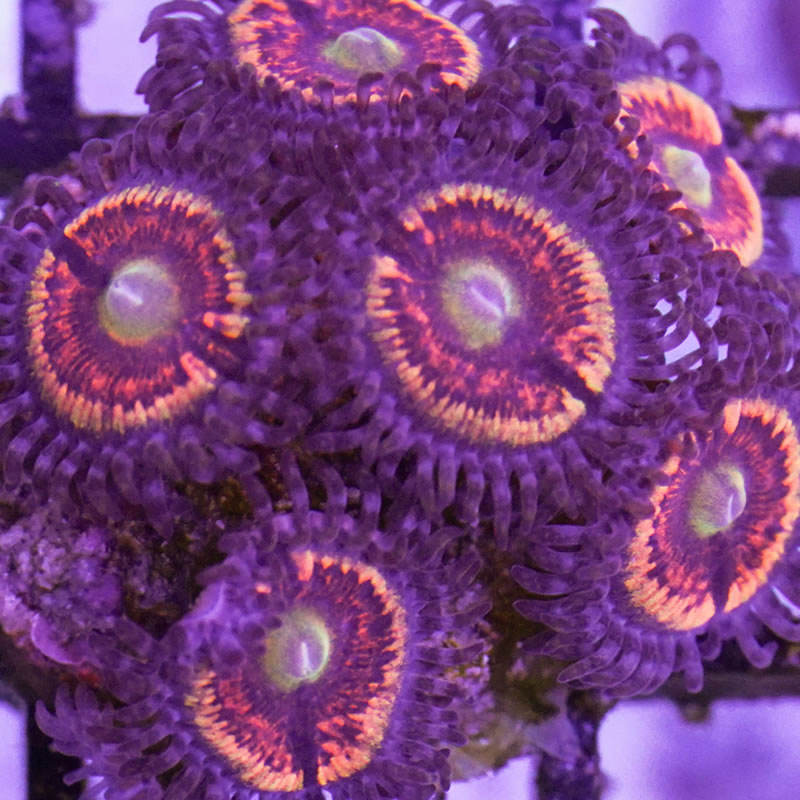 Daisy Duke zoas - Reefco Aquariums