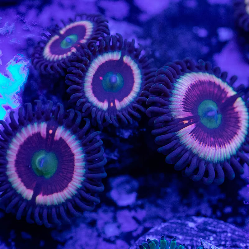 Daisy Duke zoas - RVA Corals