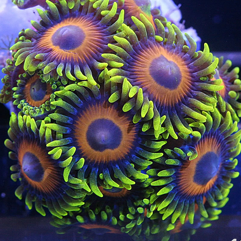 Eagle Eye zoas - Doc Aquarium
